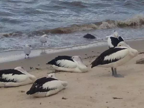 「早大生が行く！はじめてのケアンズ短期留学学校3日目」の画像