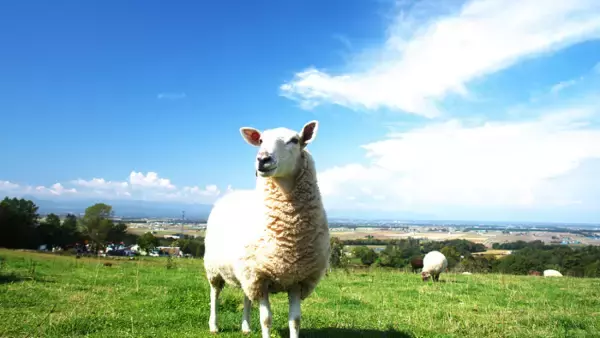 「【体験談】ニュージーランド留学中驚いたこと３選！」の画像
