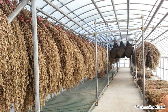 心とカラダに効く韓国旅 『ヨモギと高麗人参を求め江華島へ』