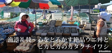 漁港礼賛〜心をとろかす絶品ウニ丼とピカピカのカタクチイワシ