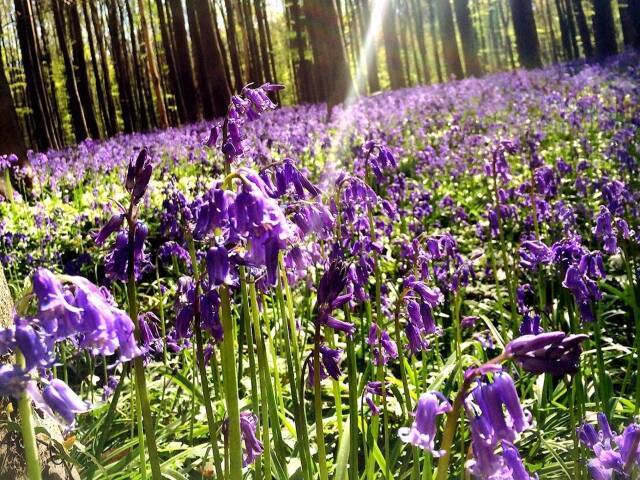 森一面に広がる紫の花 ベルギーの ハルの森 に咲く野生のヒヤシンス 16年4月27日 エキサイトニュース