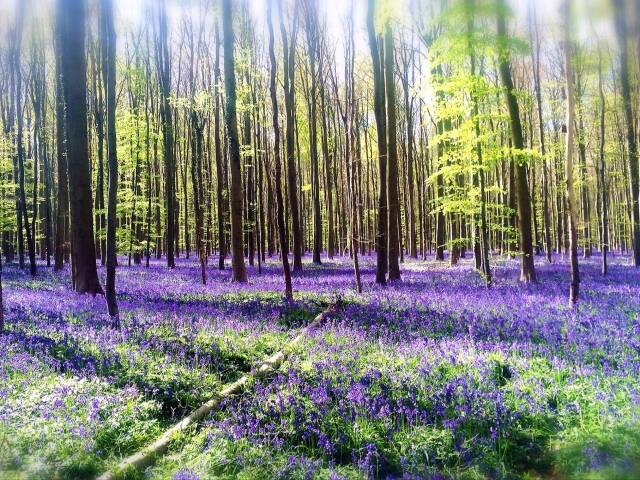 森一面に広がる紫の花 ベルギーの ハルの森 に咲く野生のヒヤシンス 16年4月27日 エキサイトニュース