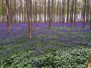 森一面に広がる紫の花！ ベルギーの「ハルの森」に咲く野生のヒヤシンス