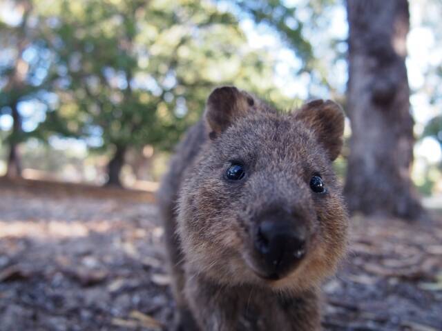 オーストラリア 世界一幸せそうな動物 に会える ロットネスト島 16年4月11日 エキサイトニュース