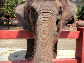 クアラルンプールからの半日観光にオススメの象の保護区で触れ合い体験