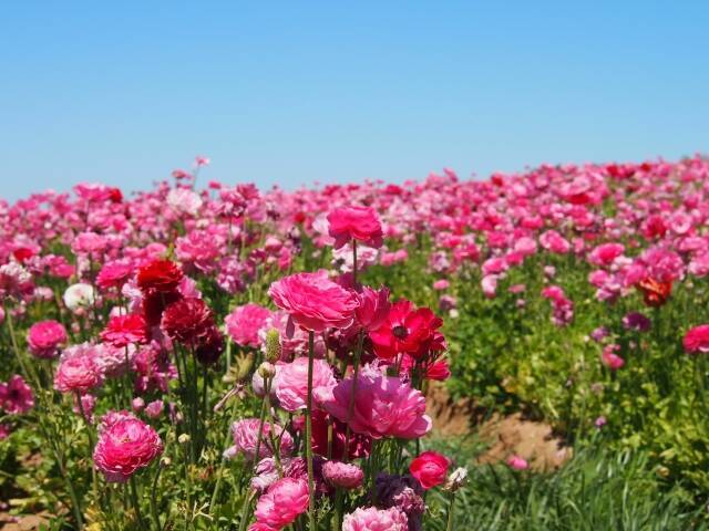 カリフォルニアのお花畑 一面に広がる広大な花畑と青い水平線にうっとり 15年12月21日 エキサイトニュース