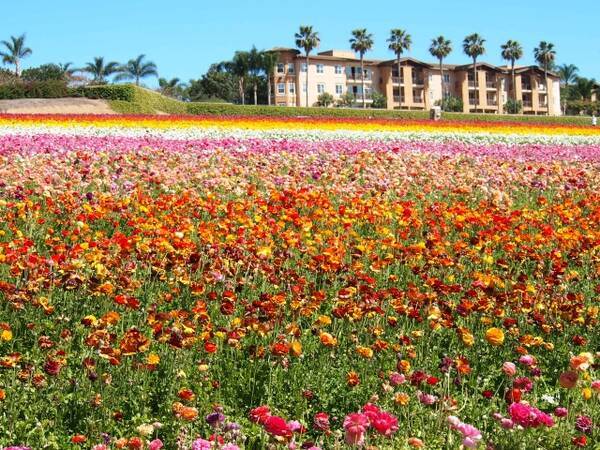 カリフォルニアのお花畑 一面に広がる広大な花畑と青い水平線にうっとり 15年12月21日 エキサイトニュース