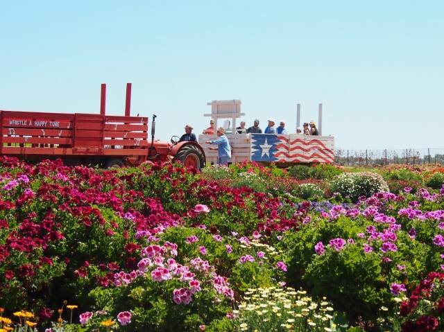 カリフォルニアのお花畑 一面に広がる広大な花畑と青い水平線にうっとり 15年12月21日 エキサイトニュース