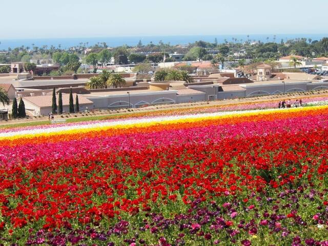 カリフォルニアのお花畑 一面に広がる広大な花畑と青い水平線にうっとり 15年12月21日 エキサイトニュース