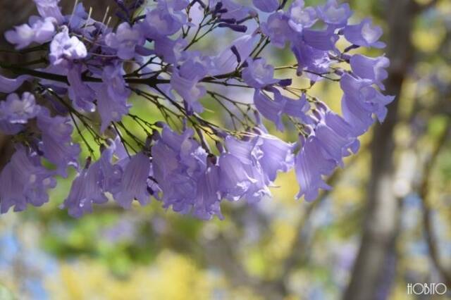 オーストラリア グラフトン 南半球の桜 ジャカランダ祭 に行ってみる 15年12月1日 エキサイトニュース