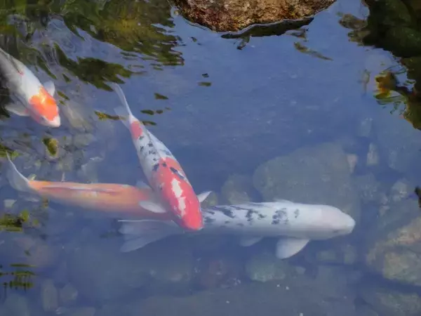 「熱帯雨林地帯マレーシアにある高度1000mにある世界初の日本庭園」の画像