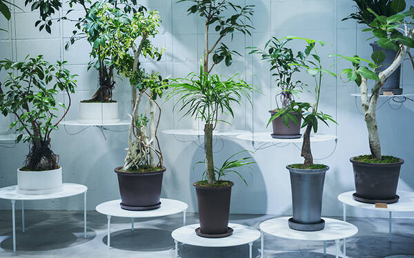 枯らした観葉植物の駆け込み寺 唯一無二の姿に再生 販売するリボーンプランツ店 Ren に行ってみた 21年12月日 エキサイトニュース