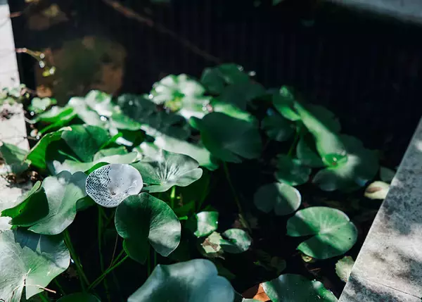 「【逗子】路地裏の築50年古民家を、オーシャンビューの絶景自邸＋カフェにリノベ。建築家夫妻が語る”豊かな二拠点生活”の始め方　「南町テラス」」の画像