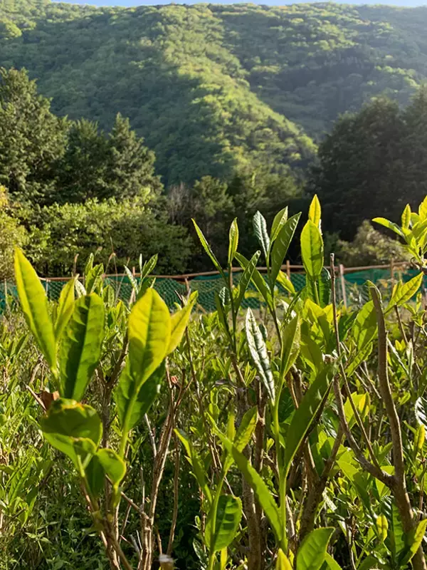 「【逗子】路地裏の築50年古民家を、オーシャンビューの絶景自邸＋カフェにリノベ。建築家夫妻が語る”豊かな二拠点生活”の始め方　「南町テラス」」の画像