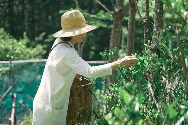 「【逗子】路地裏の築50年古民家を、オーシャンビューの絶景自邸＋カフェにリノベ。建築家夫妻が語る”豊かな二拠点生活”の始め方　「南町テラス」」の画像