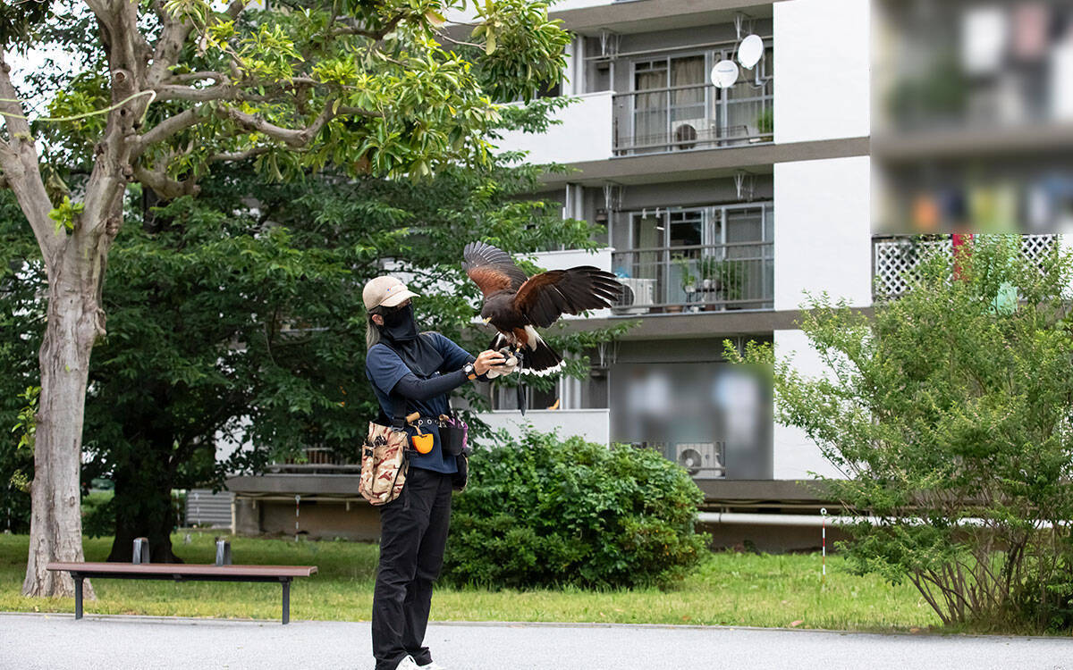 日本初！2階建て3Dプリンター住宅 |団地の害鳥を鷹が撃退 | 英語ゼロから海外移住をかなえた秘訣【6月人気記事まとめ】