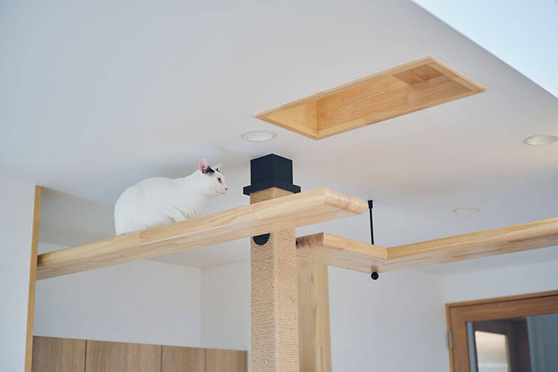 7m吹き抜けを猫が立体回遊！ “猫専用ジャングルジム”のような注文住宅、愛猫4匹のために30代共働き夫婦が4800万で建てた　埼玉県