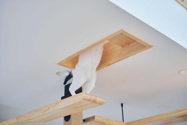 7m吹き抜けを猫が立体回遊！ “猫専用ジャングルジム”のような注文住宅、愛猫4匹のために30代共働き夫婦が4800万で建てた　埼玉県