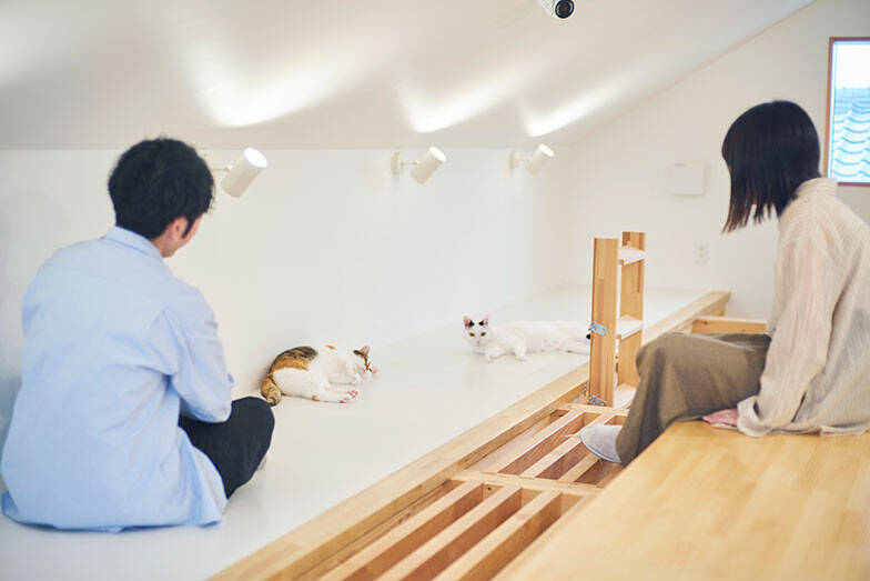 7m吹き抜けを猫が立体回遊！ “猫専用ジャングルジム”のような注文住宅、愛猫4匹のために30代共働き夫婦が4800万で建てた　埼玉県