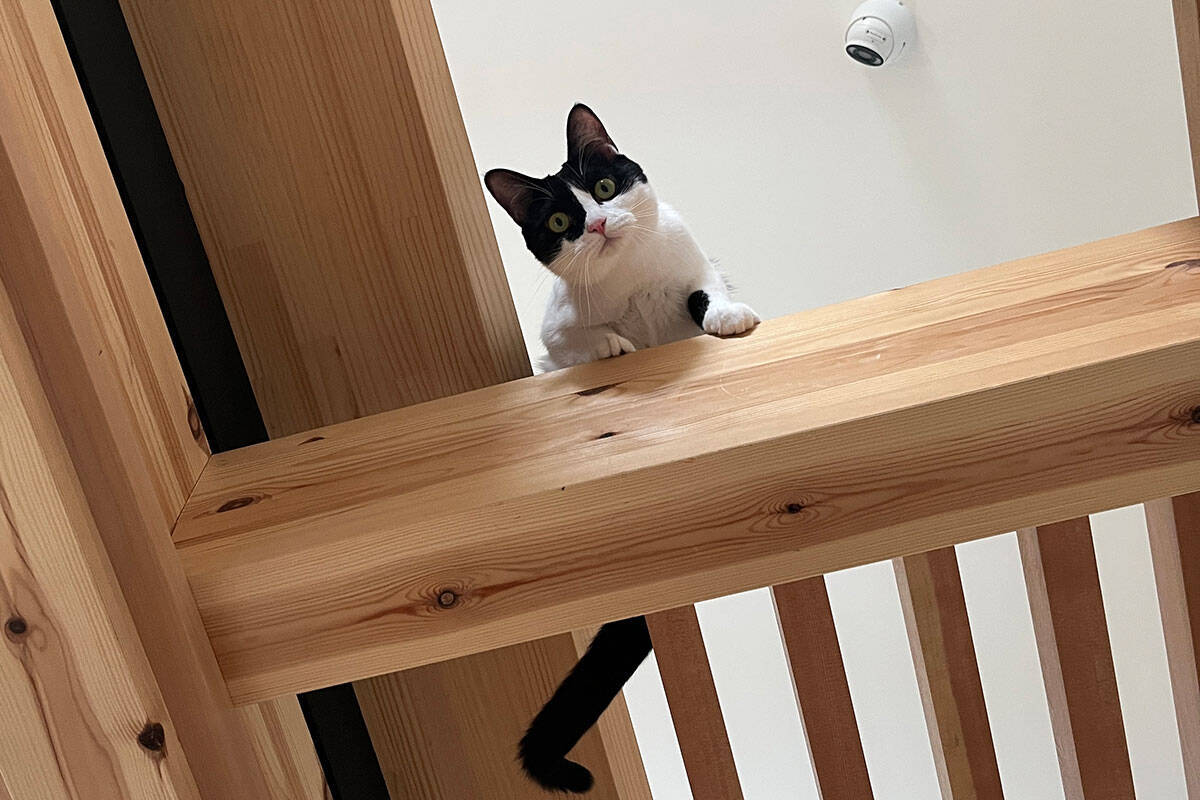 7m吹き抜けを猫が立体回遊！ “猫専用ジャングルジム”のような注文住宅、愛猫4匹のために30代共働き夫婦が4800万で建てた　埼玉県