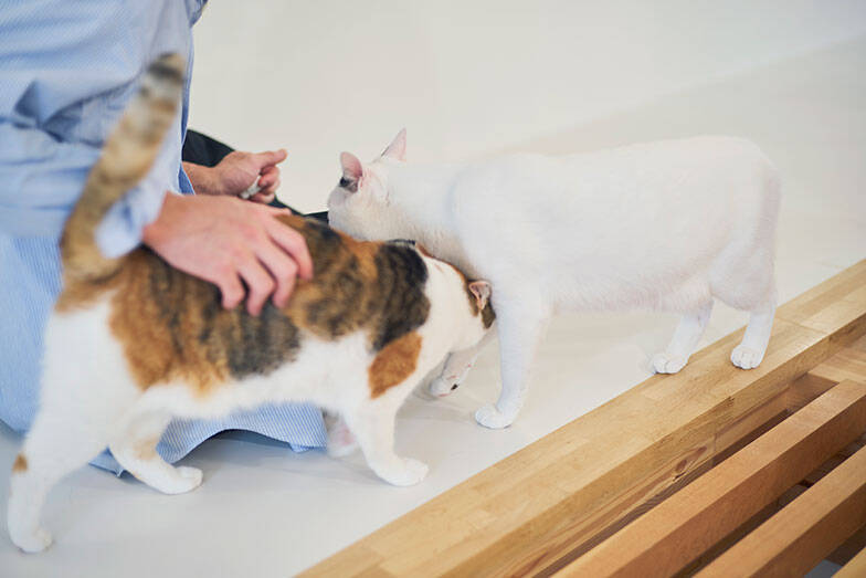 7m吹き抜けを猫が立体回遊！ “猫専用ジャングルジム”のような注文住宅、愛猫4匹のために30代共働き夫婦が4800万で建てた　埼玉県