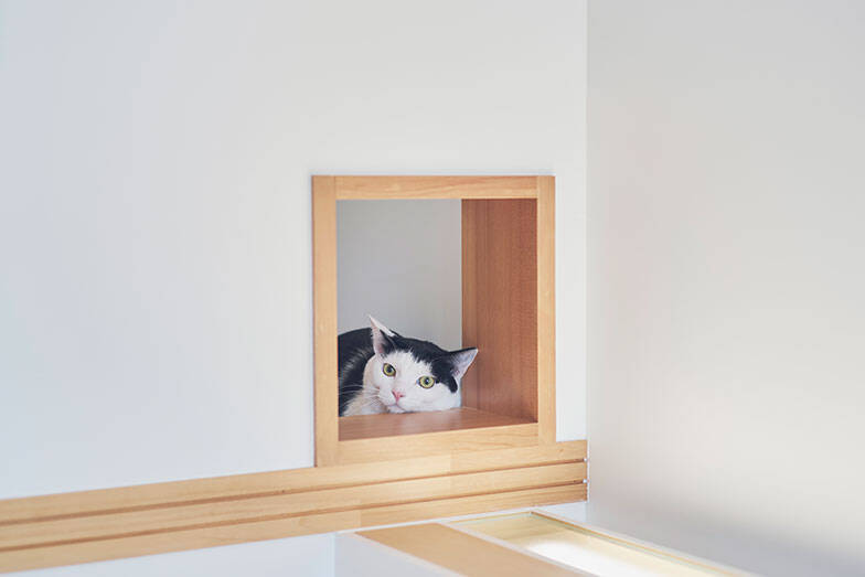 7m吹き抜けを猫が立体回遊！ “猫専用ジャングルジム”のような注文住宅、愛猫4匹のために30代共働き夫婦が4800万で建てた　埼玉県