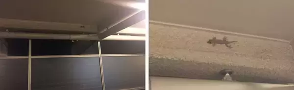 「ヤモリが部屋に現れた！ どうすればいい？」の画像