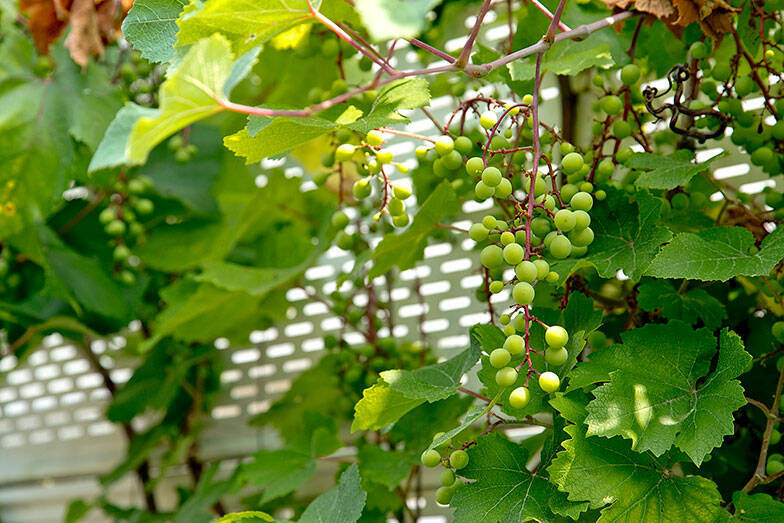 ”京都いちファンキーな不動産屋”、昭和の長屋集落で「むらづくり」。13軒の空き家再生がユニークすぎる　「A HAMLET」亀岡