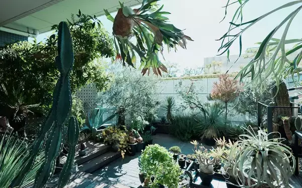 40平米ルーバル付きマンション購入が”植物沼”のはじまりだった。塊根植物、アガベ、ビカクシダなど「珍奇植物」が埋め尽くす驚愕グリーンライフ