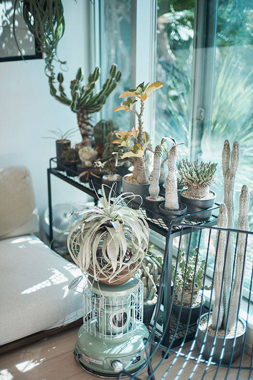 40平米ルーバル付きマンション購入が”植物沼”のはじまりだった。塊根植物、アガベ、ビカクシダなど「珍奇植物」が埋め尽くす驚愕グリーンライフ