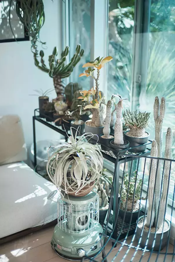 「40平米ルーバル付きマンション購入が”植物沼”のはじまりだった。塊根植物、アガベ、ビカクシダなど「珍奇植物」が埋め尽くす驚愕グリーンライフ」の画像