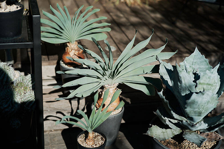 40平米ルーバル付きマンション購入が”植物沼”のはじまりだった。塊根植物、アガベ、ビカクシダなど「珍奇植物」が埋め尽くす驚愕グリーンライフ