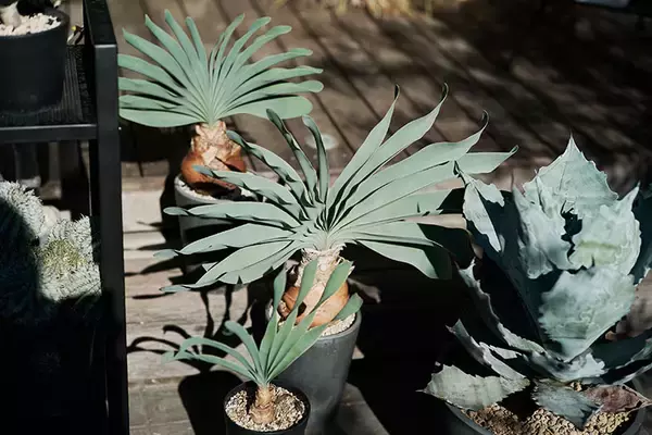 「40平米ルーバル付きマンション購入が”植物沼”のはじまりだった。塊根植物、アガベ、ビカクシダなど「珍奇植物」が埋め尽くす驚愕グリーンライフ」の画像