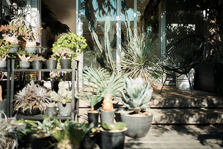 40平米ルーバル付きマンション購入が”植物沼”のはじまりだった。塊根植物、アガベ、ビカクシダなど「珍奇植物」が埋め尽くす驚愕グリーンライフ