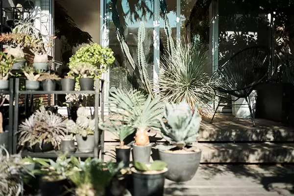 「40平米ルーバル付きマンション購入が”植物沼”のはじまりだった。塊根植物、アガベ、ビカクシダなど「珍奇植物」が埋め尽くす驚愕グリーンライフ」の画像