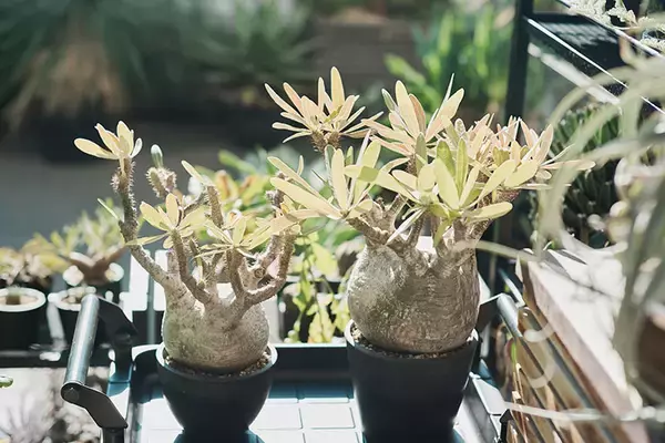 「40平米ルーバル付きマンション購入が”植物沼”のはじまりだった。塊根植物、アガベ、ビカクシダなど「珍奇植物」が埋め尽くす驚愕グリーンライフ」の画像
