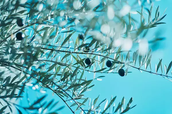 「40平米ルーバル付きマンション購入が”植物沼”のはじまりだった。塊根植物、アガベ、ビカクシダなど「珍奇植物」が埋め尽くす驚愕グリーンライフ」の画像