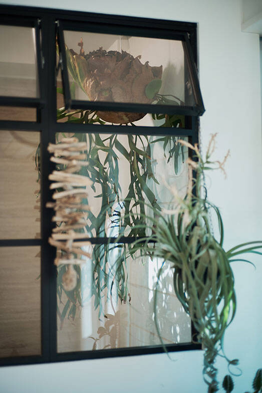 40平米ルーバル付きマンション購入が”植物沼”のはじまりだった。塊根植物、アガベ、ビカクシダなど「珍奇植物」が埋め尽くす驚愕グリーンライフ