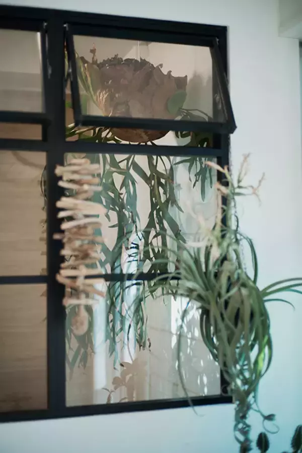 「40平米ルーバル付きマンション購入が”植物沼”のはじまりだった。塊根植物、アガベ、ビカクシダなど「珍奇植物」が埋め尽くす驚愕グリーンライフ」の画像