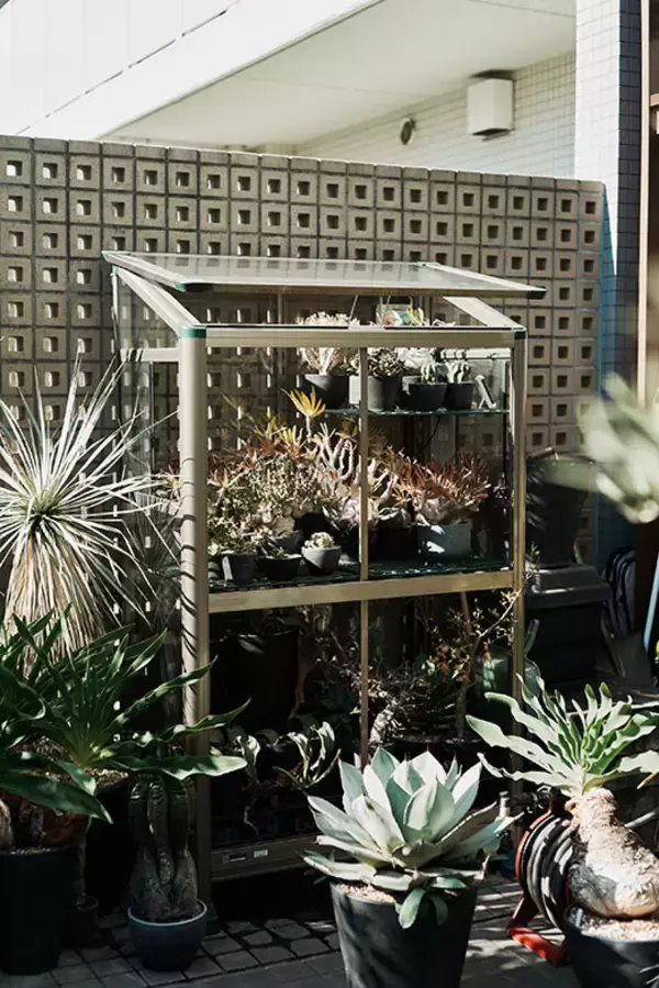 「40平米ルーバル付きマンション購入が”植物沼”のはじまりだった。塊根植物、アガベ、ビカクシダなど「珍奇植物」が埋め尽くす驚愕グリーンライフ」の画像