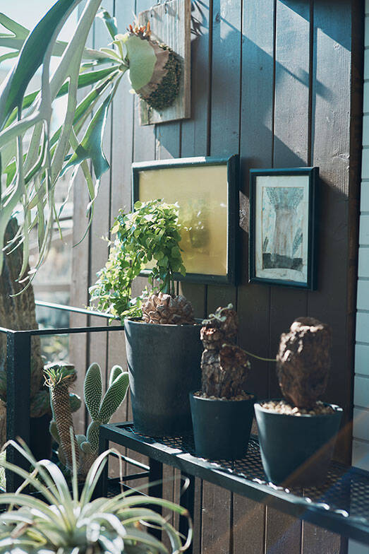 40平米ルーバル付きマンション購入が”植物沼”のはじまりだった。塊根植物、アガベ、ビカクシダなど「珍奇植物」が埋め尽くす驚愕グリーンライフ