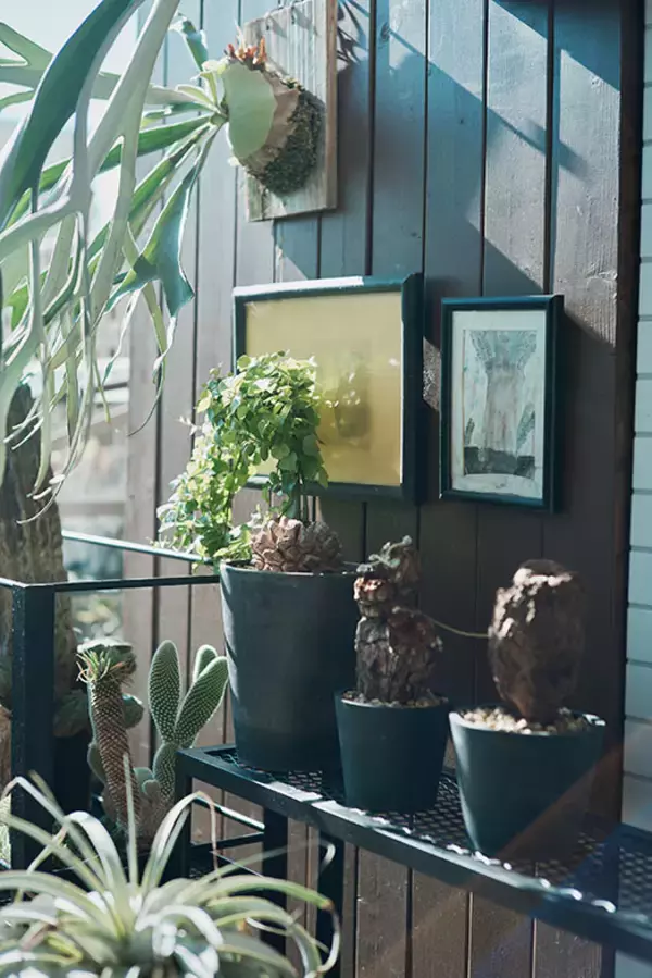 「40平米ルーバル付きマンション購入が”植物沼”のはじまりだった。塊根植物、アガベ、ビカクシダなど「珍奇植物」が埋め尽くす驚愕グリーンライフ」の画像