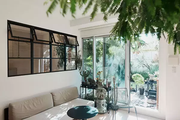 「40平米ルーバル付きマンション購入が”植物沼”のはじまりだった。塊根植物、アガベ、ビカクシダなど「珍奇植物」が埋め尽くす驚愕グリーンライフ」の画像