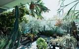 「40平米ルーバル付きマンション購入が”植物沼”のはじまりだった。塊根植物、アガベ、ビカクシダなど「珍奇植物」が埋め尽くす驚愕グリーンライフ」の画像2