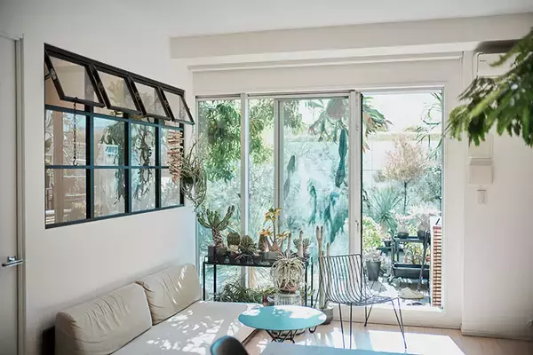 「40平米ルーバル付きマンション購入が”植物沼”のはじまりだった。塊根植物、アガベ、ビカクシダなど「珍奇植物」が埋め尽くす驚愕グリーンライフ」の画像