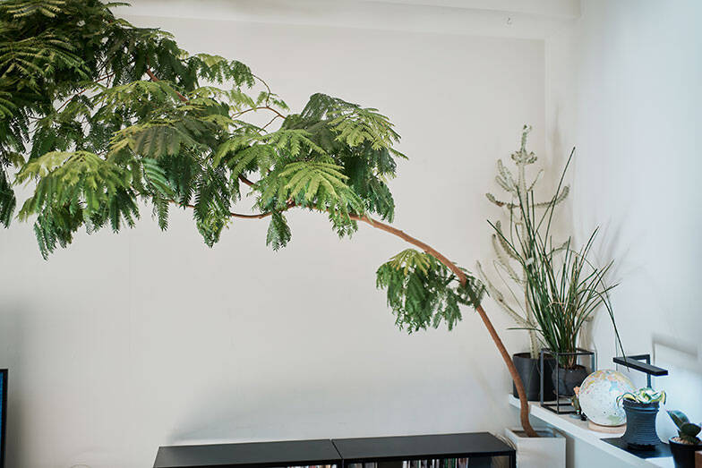 40平米ルーバル付きマンション購入が”植物沼”のはじまりだった。塊根植物、アガベ、ビカクシダなど「珍奇植物」が埋め尽くす驚愕グリーンライフ