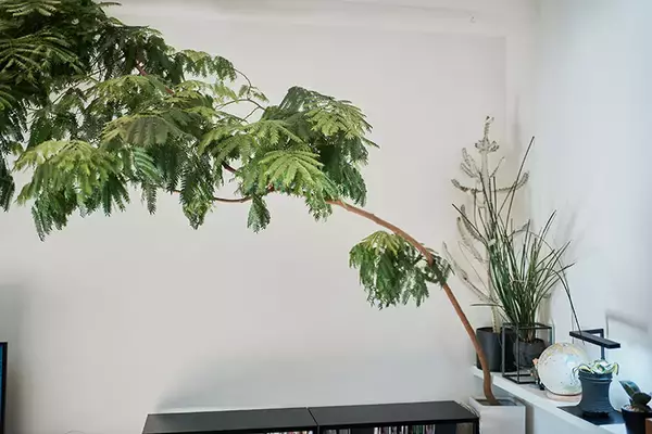 「40平米ルーバル付きマンション購入が”植物沼”のはじまりだった。塊根植物、アガベ、ビカクシダなど「珍奇植物」が埋め尽くす驚愕グリーンライフ」の画像