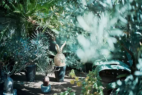 「40平米ルーバル付きマンション購入が”植物沼”のはじまりだった。塊根植物、アガベ、ビカクシダなど「珍奇植物」が埋め尽くす驚愕グリーンライフ」の画像