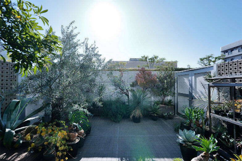 40平米ルーバル付きマンション購入が”植物沼”のはじまりだった。塊根植物、アガベ、ビカクシダなど「珍奇植物」が埋め尽くす驚愕グリーンライフ