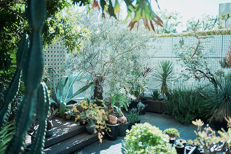 40平米ルーバル付きマンション購入が”植物沼”のはじまりだった。塊根植物、アガベ、ビカクシダなど「珍奇植物」が埋め尽くす驚愕グリーンライフ